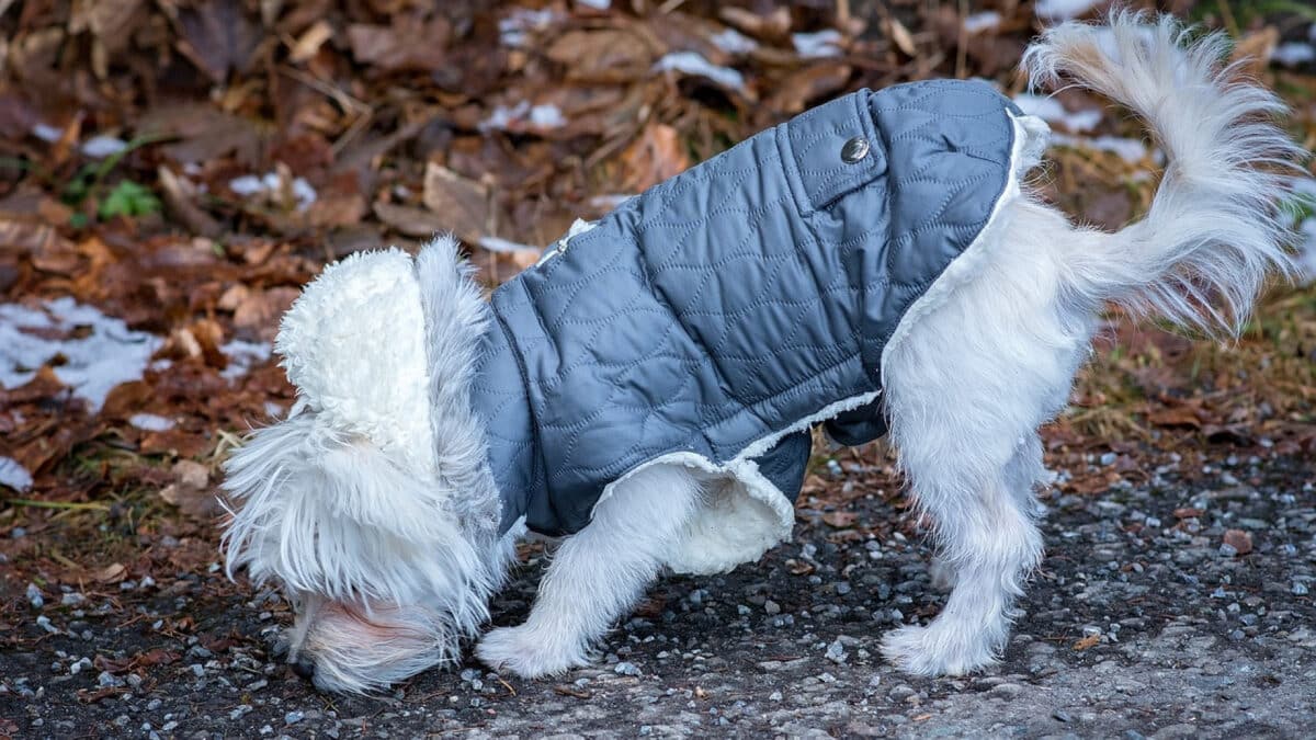 La veste sans manches : une pièce incontournable pour la mode féminine et masculine