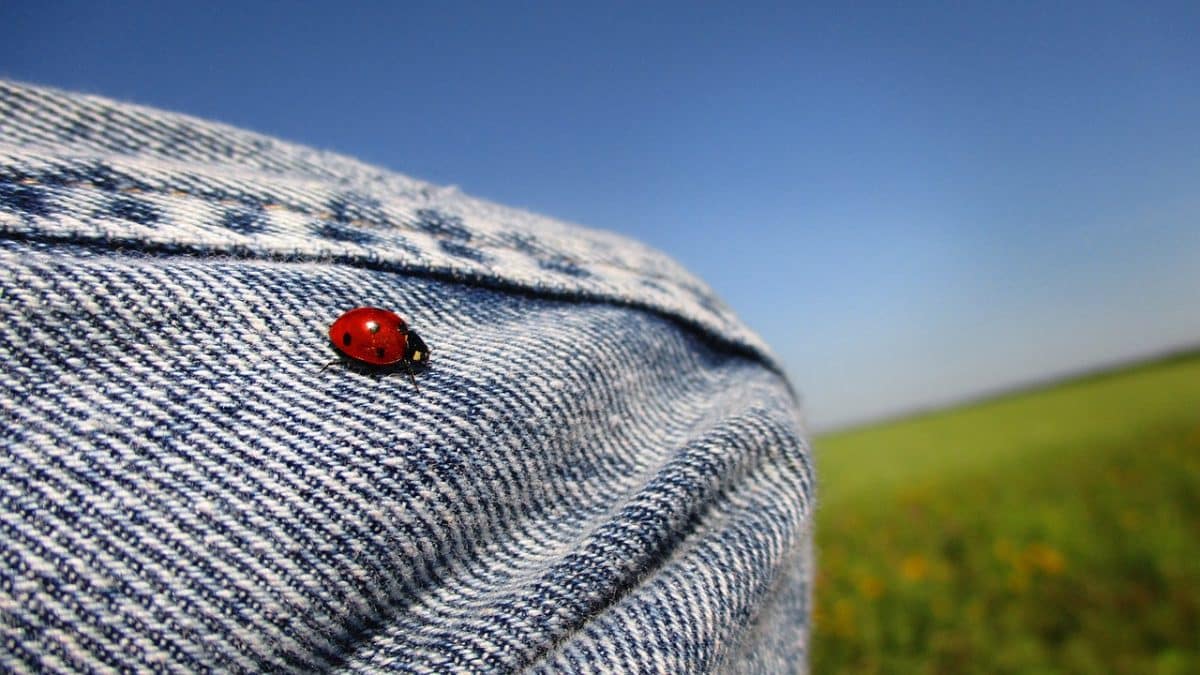 une coccinelle sur une veste en jean